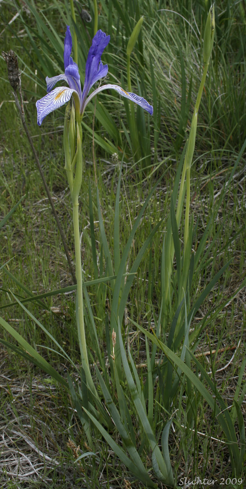 Rocky Mountain Iris, Rocky Mt. Iris, Western Blue Flag: Iris missouriensis
