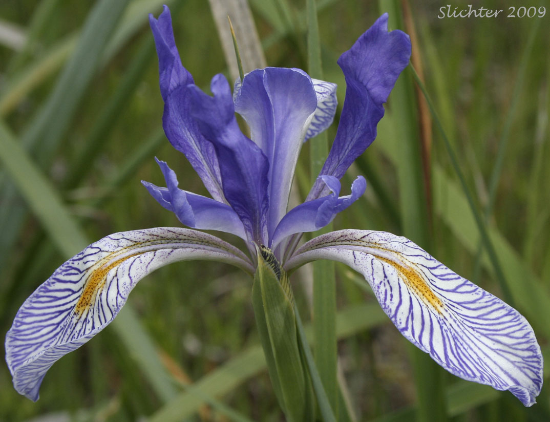 Flower of Rocky Mountain Iris, Rocky Mt. Iris, Western Blue Flag: Iris missouriensis