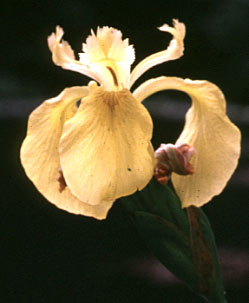 Pale Yellow Iris, Yellow Flag, Yellow Water Iris: Iris pseudacorus