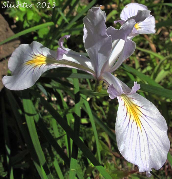 Oregon Flag, Oregon Iris, Tough-leaved Iris: Iris tenax var. tenax (Synonyms: Iris tenax var. gormanii, Iris tenax ssp. klamathensis, Iris tenax var. marshallii, Iris tenax ssp. tenax)