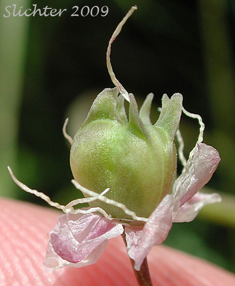 Strongly crested ovary of Nodding Onion: Allium cernuum