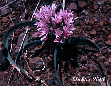 Scalloped Onion, Olympic Onion: Allium crenulatum (Synonyms: Allium cascadense, Allium vancouverense, Allium watsonii)