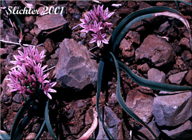 Scalloped Onion, Olympic Onion: Allium crenulatum (Synonyms: Allium cascadense, Allium vancouverense, Allium watsonii)