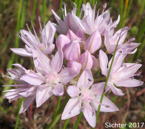 Nevius' Garlic, Nevius' Onion: Allium douglasii var. nevii (Synonym: Allium nevii var. nevii)