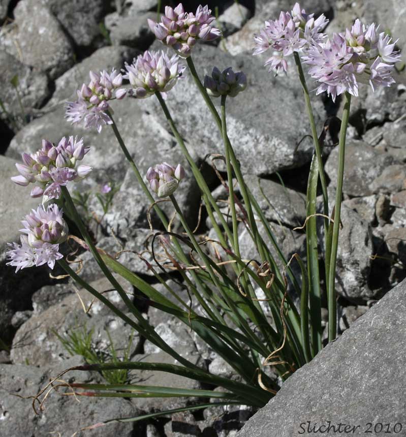 Nevius' Garlic, Nevius' Onion: Allium douglasii var. nevii (Synonym: Allium nevii var. nevii)