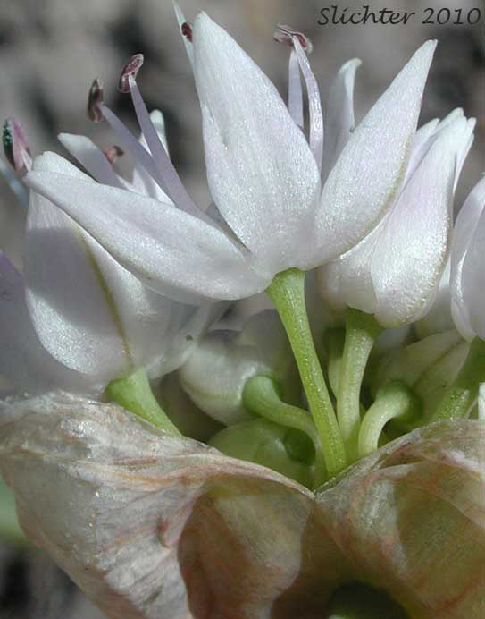 Close-up sideview of a flower of Nevius' Garlic, Nevius' Onion: Allium nevii (Synonym: Allium douglasii var. nevii)