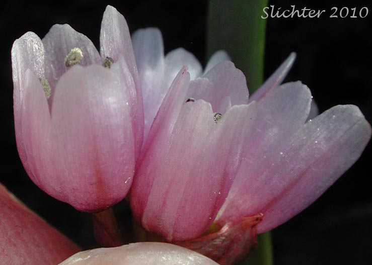Fragile Onion, Scilla-like Onion: Allium scilloides