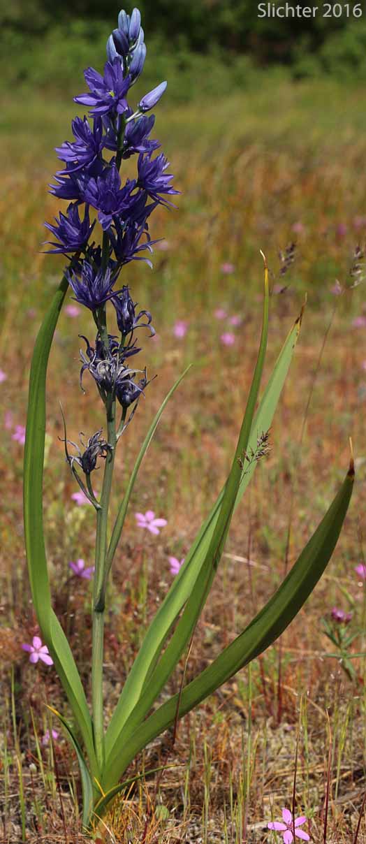 Common Camas, Small Camas: Camassia quamash ssp. quamash (Synoyms: Camassia quamash ssp. teapeae, Camassia quamash var. quamash, Phalangium quamash)