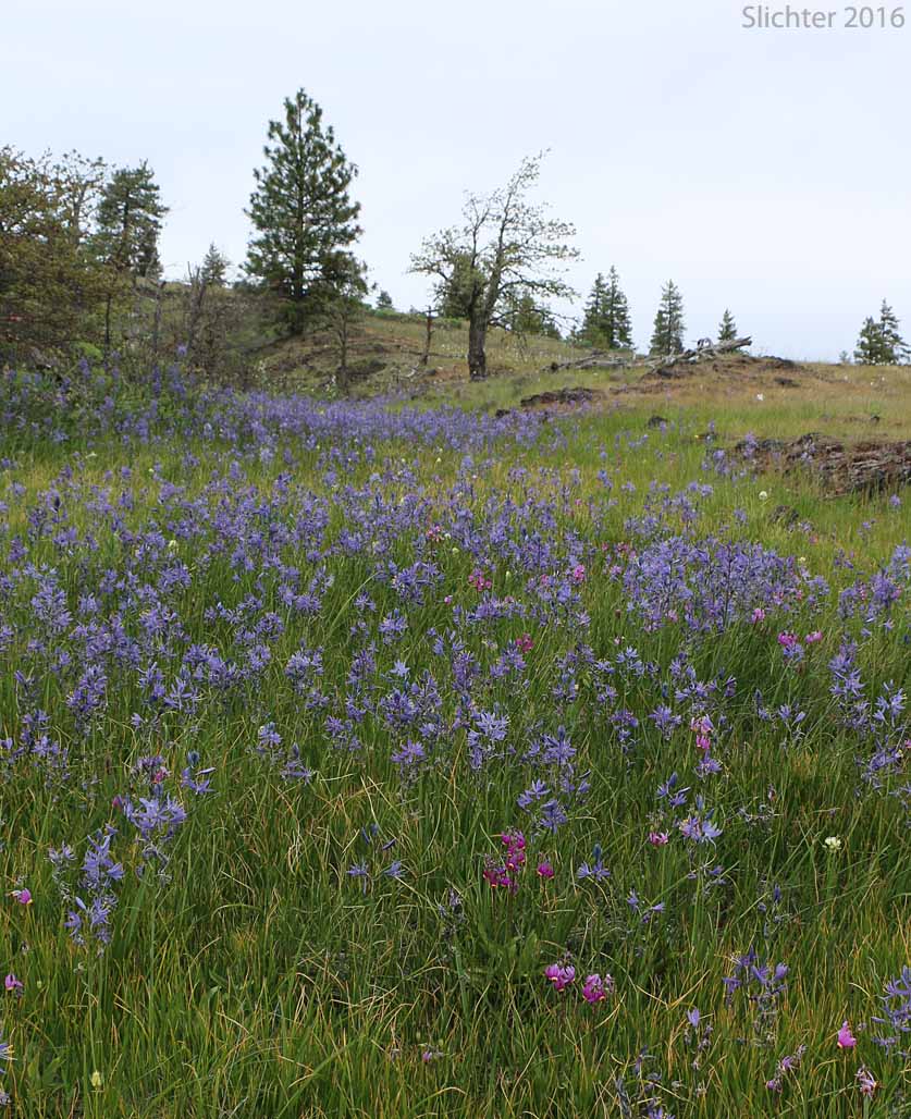 Habitat of Common Camas, Small Camas: Camassia quamash ssp. quamash (Synoyms: Camassia quamash ssp. teapeae, Camassia quamash var. quamash, Phalangium quamash)