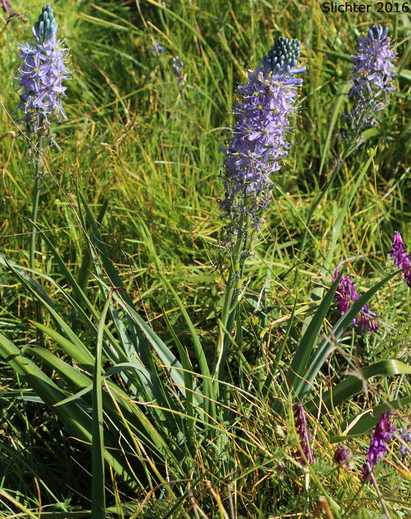 Common Camas, Small Camas: Camassia quamash ssp. quamash (Synoyms: Camassia quamash ssp. teapeae, Camassia quamash var. quamash, Phalangium quamash)