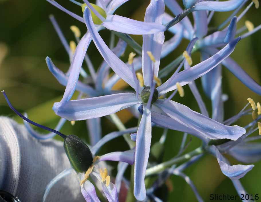 Flowers of Common Camas, Small Camas: Camassia quamash ssp. quamash (Synoyms: Camassia quamash ssp. teapeae, Camassia quamash var. quamash, Phalangium quamash)