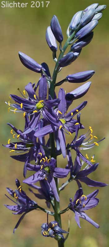Common Camas, Small Camas: Camassia quamash ssp. quamash (Synoyms: Camassia quamash ssp. teapeae, Camassia quamash var. quamash, Phalangium quamash)