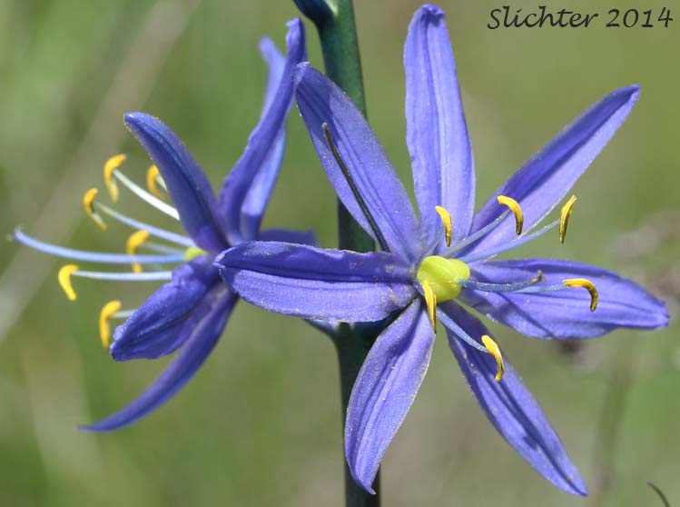 Common Camas, Small Camas: Camassia quamash ssp. quamash (Synoyms: Camassia quamash ssp. teapeae, Camassia quamash var. quamash, Phalangium quamash)