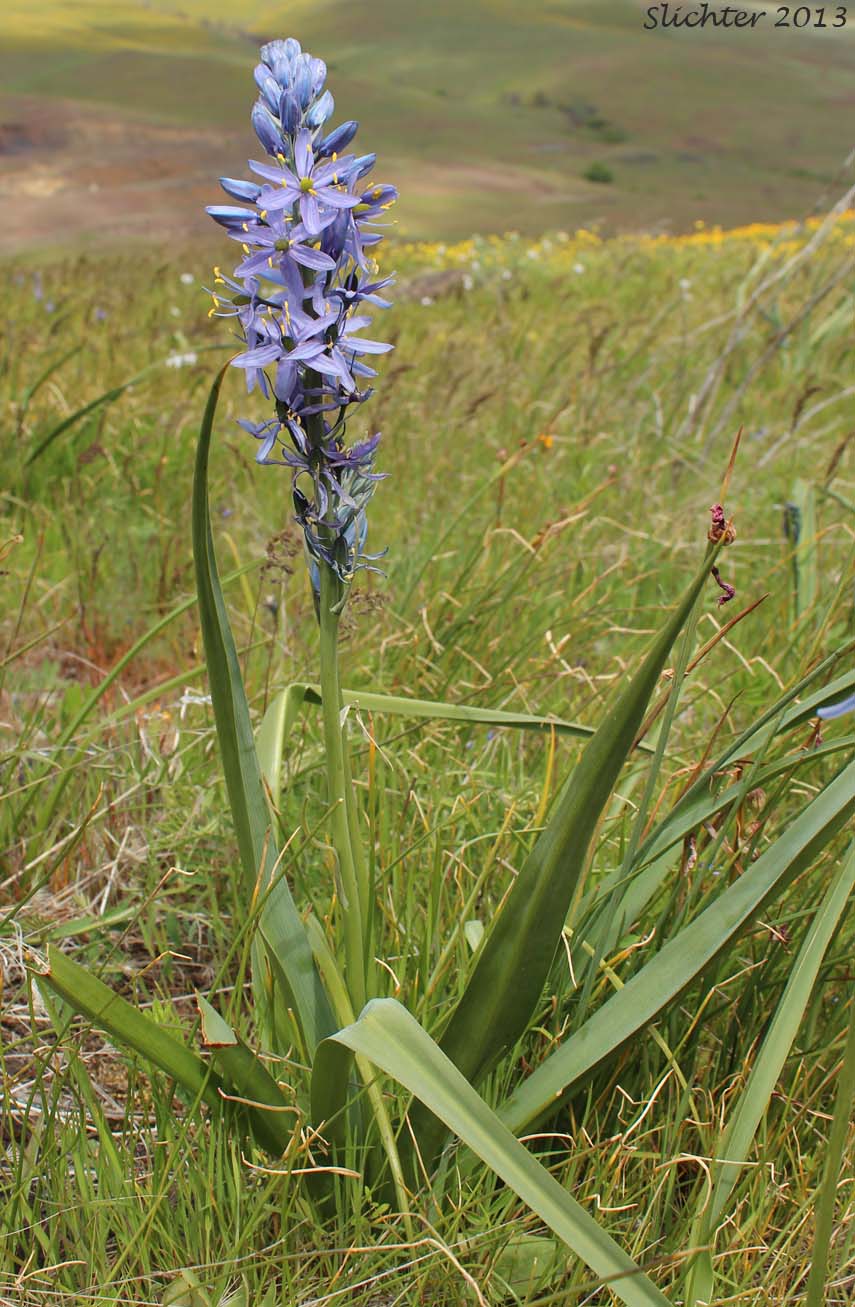 Common Camas, Small Camas: Camassia quamash ssp. quamash (Synoyms: Camassia quamash ssp. teapeae, Camassia quamash var. quamash, Phalangium quamash)