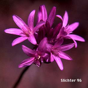 Ball-headed Cluster Lily, Cluster Lily, Northern Saitas, Ookow: Dichelostemma congestum (Synonyms: Brodiaea congesta, Hookera congesta)