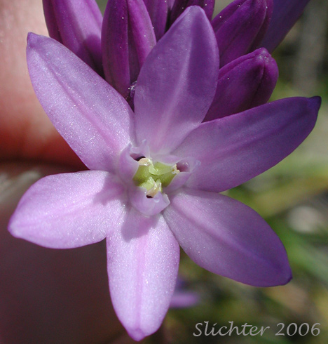 Close-up of a flower of Ball-headed Cluster Lily, Cluster Lily, Northern Saitas, Ookow: Dichelostemma congestum (Synonyms: Brodiaea congesta, Hookera congesta)