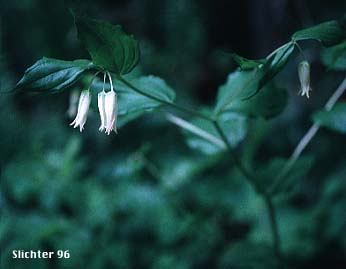Fairy Lanterns, Largeflower Fairybells, Smith's Fairybells: Prosartes smithii (Synonyms: Disporum smithii, Prosartes menziesii, Uvularia smithii)