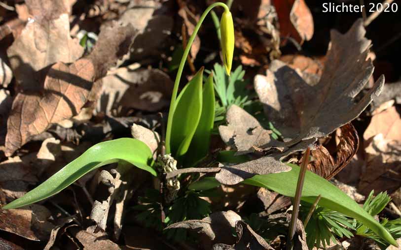 Glacier Lily, Pale Fawn-lily, Yellow Avalanche-lily, Yellow Fawnlily, Yellow Fawn-lily: Erythronium grandiflorum var. pallidum (Synonyms: Erythronium grandiflorum var. pallidum, Erythronium parviflorum)