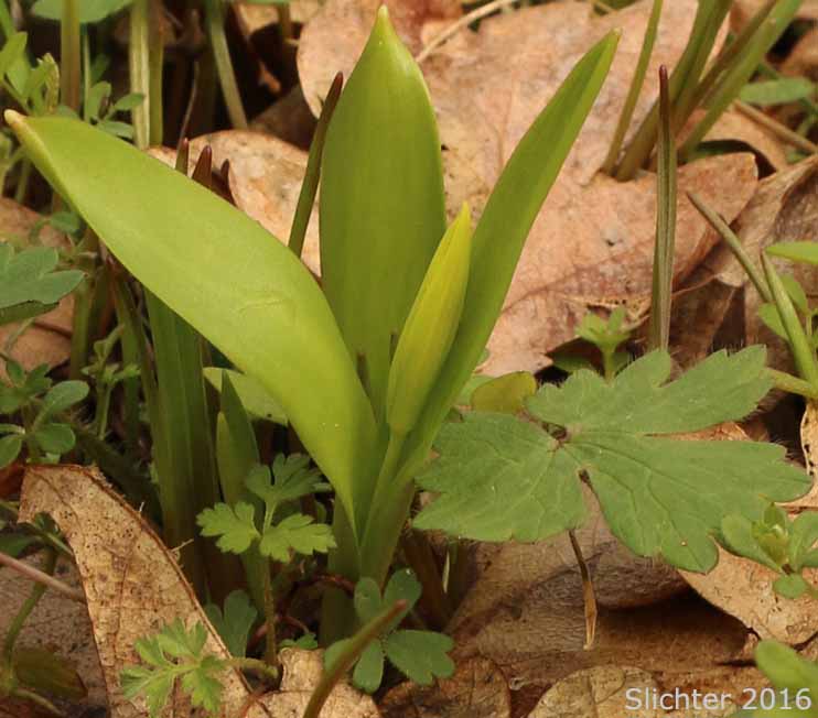 Glacier Lily, Pale Fawn-lily, Yellow Avalanche-lily, Yellow Fawnlily, Yellow Fawn-lily: Erythronium grandiflorum var. pallidum (Synonyms: Erythronium grandiflorum var. pallidum, Erythronium parviflorum)