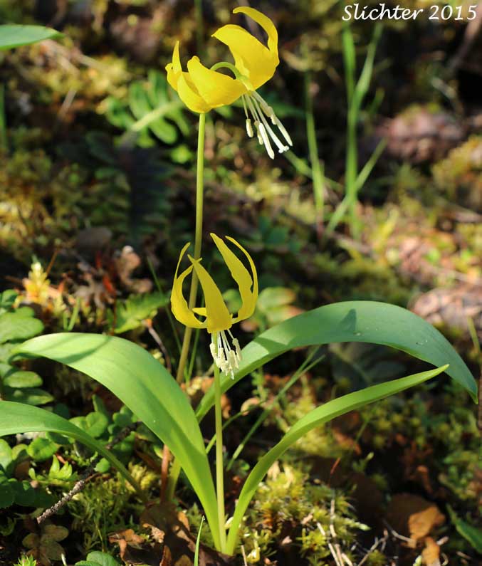 Glacier Lily, Pale Fawn-lily, Yellow Avalanche-lily, Yellow Fawnlily, Yellow Fawn-lily: Erythronium grandiflorum var. grandiflorum (Synonyms: Erythronium grandiflorum ssp. chrysandrum, Erythronium grandiflorum ssp. grandiflorum, Erythronium grandiflorum ssp. nudipetalum, Erythronium grandiflorum var. chrysandrum, Erythronium grandiflorum var. nudipetalum, Erythronium grandiflorum var. pallidum, Erythronium nudipetalum, Erythronium parviflorum)