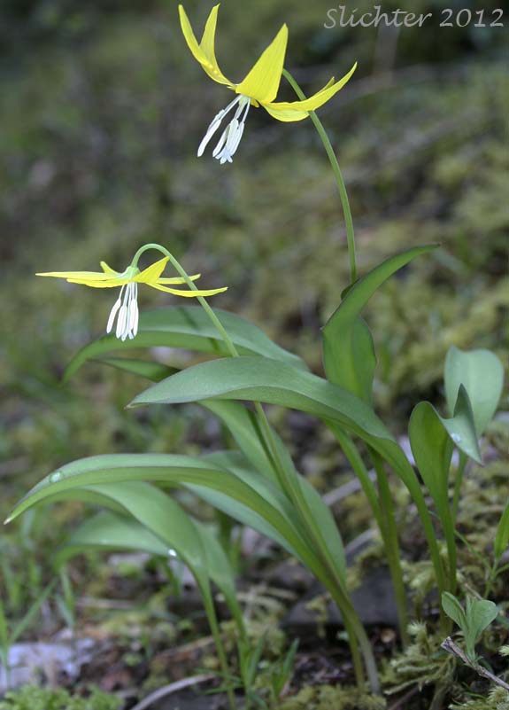 Glacier Lily, Pale Fawn-lily, Yellow Avalanche-lily, Yellow Fawnlily, Yellow Fawn-lily: Erythronium grandiflorum var. grandiflorum (Synonyms: Erythronium grandiflorum ssp. chrysandrum, Erythronium grandiflorum ssp. grandiflorum, Erythronium grandiflorum ssp. nudipetalum, Erythronium grandiflorum var. chrysandrum, Erythronium grandiflorum var. nudipetalum, Erythronium grandiflorum var. pallidum, Erythronium nudipetalum, Erythronium parviflorum)