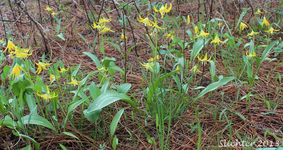 A mass of blooming Glacier Lily, Pale Fawn-lily, Yellow Avalanche-lily, Yellow Fawnlily, Yellow Fawn-lily: Erythronium grandiflorum var. grandiflorum (Synonyms: Erythronium grandiflorum ssp. chrysandrum, Erythronium grandiflorum ssp. grandiflorum, Erythronium grandiflorum ssp. nudipetalum, Erythronium grandiflorum var. chrysandrum, Erythronium grandiflorum var. nudipetalum, Erythronium grandiflorum var. pallidum, Erythronium nudipetalum, Erythronium parviflorum)