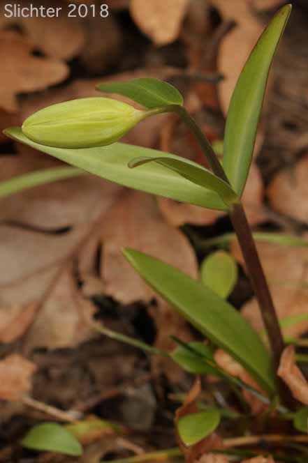 Flower bud of Chocolate Lily, Chocolate Lily, Mission Bells: Fritillaria affinis (Synonyms: Fritillaria lanceolata, Fritillaria affinis ssp. affinis, Fritillaria affinis var. affinis, Fritillaria lanceolata var. gracilis, Fritillaria lanceolata var. tristulis, Fritillaria multiflora, Fritillaria parviflora, Fritillaria phaeanthera, Lilium affine)