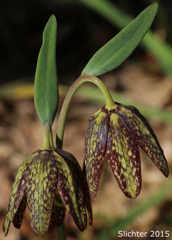 Chocolate Lily, Chocolate Lily, Mission Bells: Fritillaria affinis (Synonyms: Fritillaria lanceolata, Fritillaria affinis ssp. affinis, Fritillaria affinis var. affinis, Fritillaria lanceolata var. gracilis, Fritillaria lanceolata var. tristulis, Fritillaria multiflora, Fritillaria parviflora, Fritillaria phaeanthera, Lilium affine)
