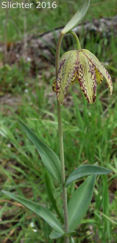 Chocolate Lily, Chocolate Lily, Mission Bells: Fritillaria affinis (Synonyms: Fritillaria lanceolata, Fritillaria affinis ssp. affinis, Fritillaria affinis var. affinis, Fritillaria lanceolata var. gracilis, Fritillaria lanceolata var. tristulis, Fritillaria multiflora, Fritillaria parviflora, Fritillaria phaeanthera, Lilium affine)
