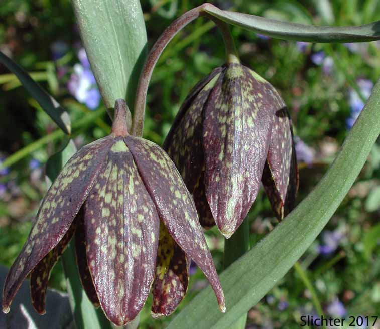 Flowers of Chocolate Lily, Chocolate Lily, Mission Bells: Fritillaria affinis (Synonyms: Fritillaria lanceolata, Fritillaria affinis ssp. affinis, Fritillaria affinis var. affinis, Fritillaria lanceolata var. gracilis, Fritillaria lanceolata var. tristulis, Fritillaria multiflora, Fritillaria parviflora, Fritillaria phaeanthera, Lilium affine)