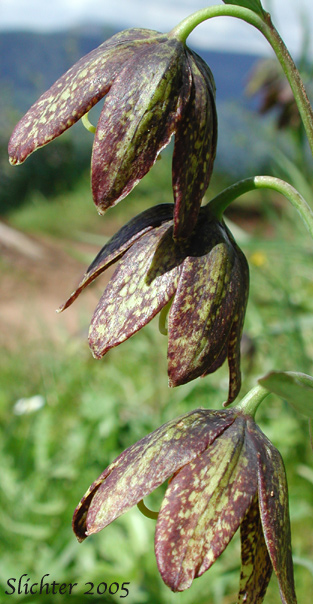 Inflorescence of Chocolate Lily, Chocolate Lily, Mission Bells: Fritillaria affinis (Synonyms: Fritillaria lanceolata, Fritillaria affinis ssp. affinis, Fritillaria affinis var. affinis, Fritillaria lanceolata var. gracilis, Fritillaria lanceolata var. tristulis, Fritillaria multiflora, Fritillaria parviflora, Fritillaria phaeanthera, Lilium affine)