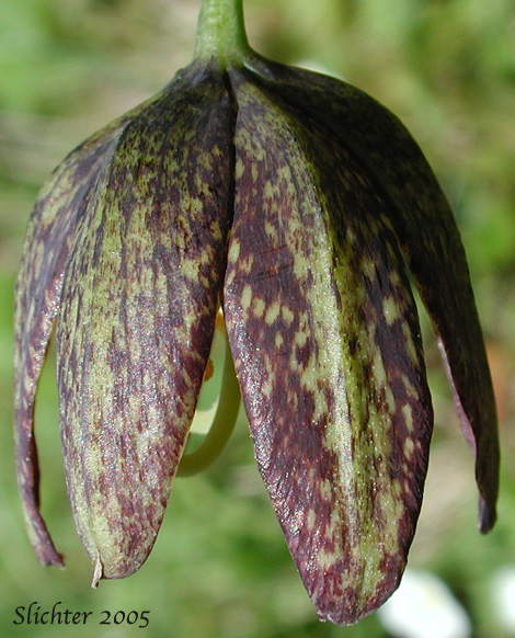 Checker Lily, Chocolate Lily, Mission Bells Fritillaria affinis (Synonyms: Fritillaria lanceolata, Fritillaria affinis ssp. affinis, Fritillaria affinis var. affinis, Fritillaria lanceolata var. gracilis, Fritillaria lanceolata var. tristulis, Fritillaria multiflora, Fritillaria parviflora, Fritillaria phaeanthera, Lilium affine)