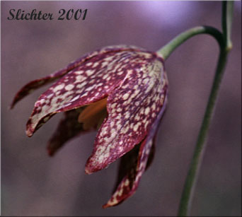 Flower of Chocolate Lily, Chocolate Lily, Mission Bells: Fritillaria affinis (Synonyms: Fritillaria lanceolata, Fritillaria affinis ssp. affinis, Fritillaria affinis var. affinis, Fritillaria lanceolata var. gracilis, Fritillaria lanceolata var. tristulis, Fritillaria multiflora, Fritillaria parviflora, Fritillaria phaeanthera, Lilium affine)