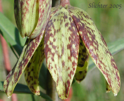 Pendant flower of Chocolate Lily, Chocolate Lily, Mission Bells: Fritillaria affinis (Synonyms: Fritillaria lanceolata, Fritillaria affinis ssp. affinis, Fritillaria affinis var. affinis, Fritillaria lanceolata var. gracilis, Fritillaria lanceolata var. tristulis, Fritillaria multiflora, Fritillaria parviflora, Fritillaria phaeanthera, Lilium affine)