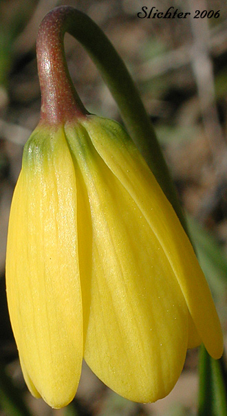 Pendant flower of Yellow Bells, Yellow Fritillary, Yellow Missionbells: Fritillaria pudica (Synonyms: Lilium pudicum, Ochrocodon pudicus)