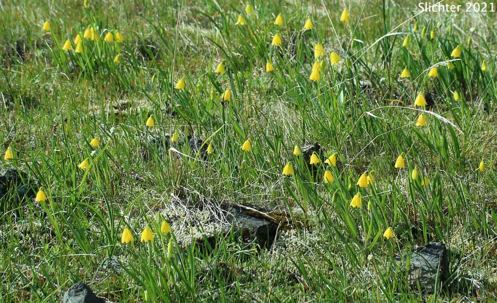 Habitat of Yellow Bells, Yellow Fritillary, Yellow Missionbells: Fritillaria pudica (Synonyms: Lilium pudicum, Ochrocodon pudicus)