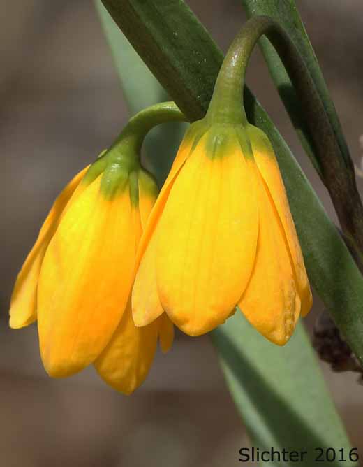 Yellow Bells, Yellow Fritillary, Yellow Missionbells: Fritillaria pudica (Synonyms: Lilium pudicum, Ochrocodon pudicus)