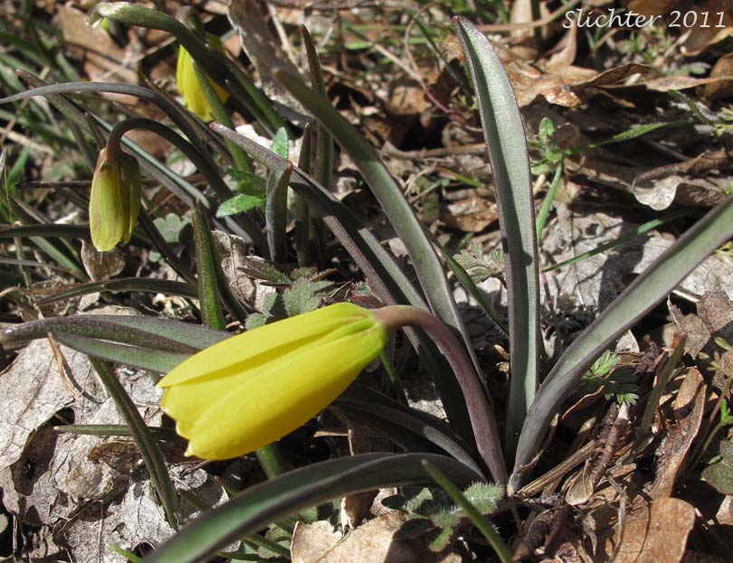 Yellow Bells, Yellow Fritillary, Yellow Missionbells: Fritillaria pudica (Synonyms: Lilium pudicum, Ochrocodon pudicus)