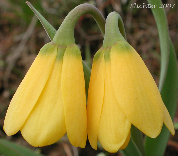 Flowers of Yellow Bells, Yellow Fritillary, Yellow Missionbells: Fritillaria pudica (Synonyms: Lilium pudicum, Ochrocodon pudicus)