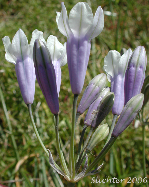 Inflorescence of Bi-colored Cluster Lily, Howell's Lily, Howell's Triteleia: Triteleia grandiflora ssp. howellii (Synonyms: Brodiaea bicolor, Brodiaea douglasii var. howellii, Brodiaea howellii , Triteleia bicolor, Triteleia grandiflora var. howellii, Triteleia howellii)