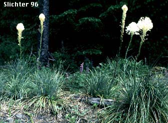Bear Grass, Common Beargrass, Western Turkeybeard: Xerophyllum tenax (Synonyms: Helonias tenax, Xerophyllum douglasii)