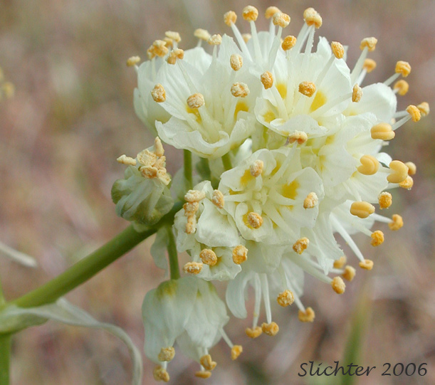Flowers of Foothill Death Camas, Panicled Deathcamas, Panicled Death Camas, Panicled Zigadenus, Sand Corn: Toxicoscordion paniculatum (Synonyms: Helonias paniculatus, Zigadenus paniculatus)