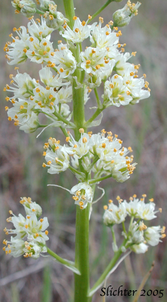 Panicle of Foothill Death Camas, Panicled Deathcamas, Panicled Death Camas, Panicled Zigadenus, Sand Corn: Toxicoscordion paniculatum (Synonyms: Helonias paniculatus, Zigadenus paniculatus)