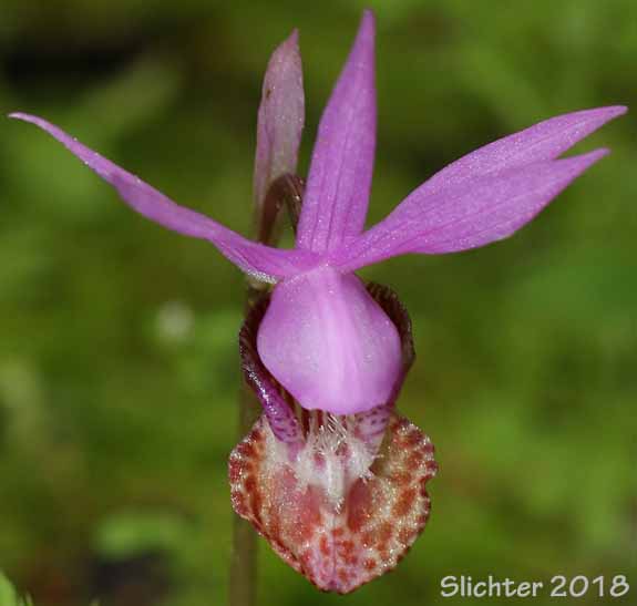 Flower of Calypso, Fairy Slipper, Fairy Slipper Orchid: Calypso bulbosa var. occidentalis (Synonym: Calypso bulbosa ssp. occidentalis)