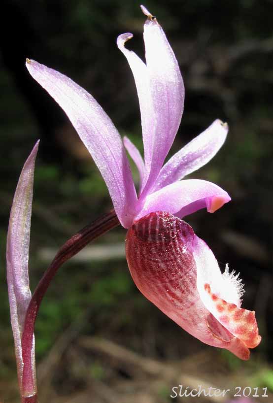 Close-up sideview of the flower of Calypso, Fairy Slipper, Fairy Slipper Orchid: Calypso bulbosa var. occidentalis (Synonym: Calypso bulbosa ssp. occidentalis)