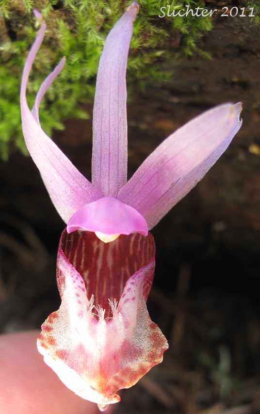 Close-up frontal view of the flower of Calypso, Fairy Slipper, Fairy Slipper Orchid: Calypso bulbosa var. occidentalis (Synonym: Calypso bulbosa ssp. occidentalis)