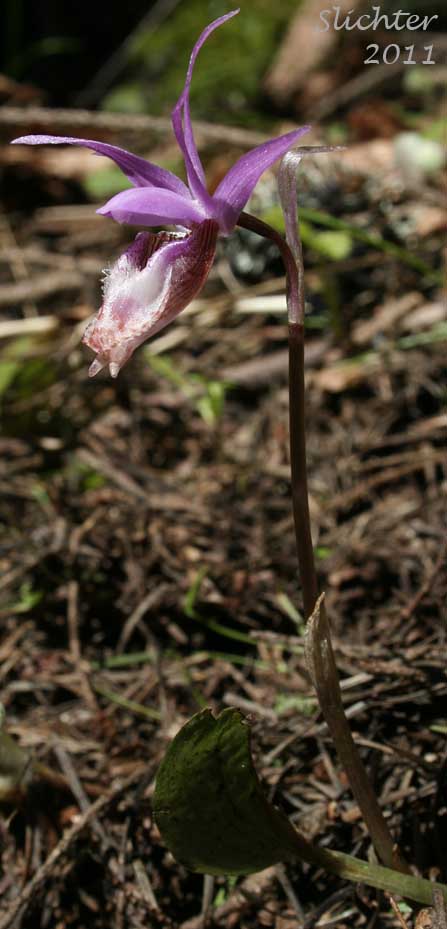 Calypso, Fairy Slipper, Fairy Slipper Orchid: Calypso bulbosa var. occidentalis (Synonym: Calypso bulbosa ssp. occidentalis)
