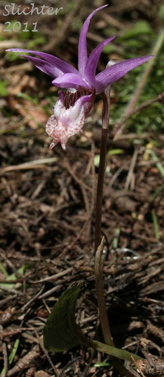 Calypso, Fairy Slipper, Fairy Slipper Orchid: Calypso bulbosa var. occidentalis (Synonym: Calypso bulbosa ssp. occidentalis)