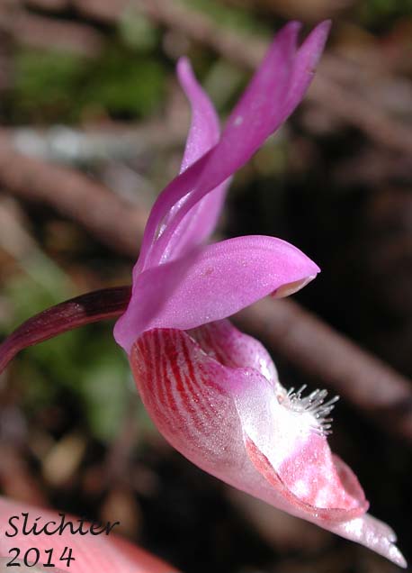 Sideview of the flower of Calypso, Fairy Slipper, Fairy Slipper Orchid: Calypso bulbosa var. occidentalis (Synonym: Calypso bulbosa ssp. occidentalis)