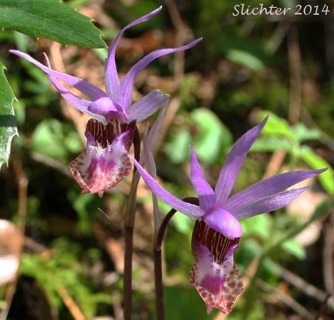 Flowers of Calypso, Fairy Slipper, Fairy Slipper Orchid: Calypso bulbosa var. occidentalis (Synonym: Calypso bulbosa ssp. occidentalis)